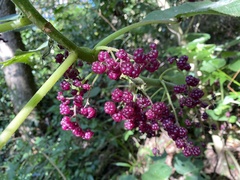 Dendrocnide moroides