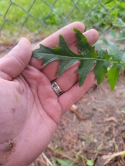 Sisymbrium altissimum