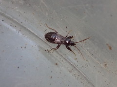 Thylochromus nitidulus