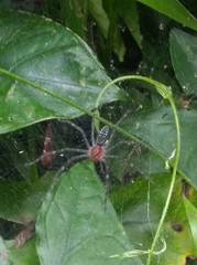 Aglaoctenus castaneus