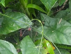 Aglaoctenus castaneus