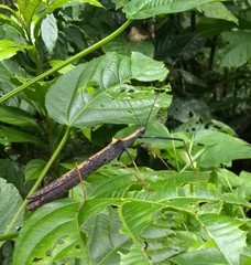 Pseudophasma bispinosum