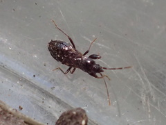 Thylochromus nitidulus