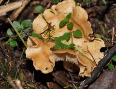 Leucopaxillus eucalyptorum