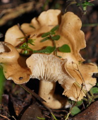 Leucopaxillus eucalyptorum