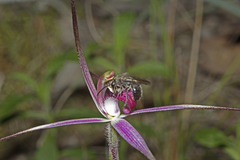 Caladenia rosella