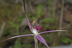 Caladenia rosella