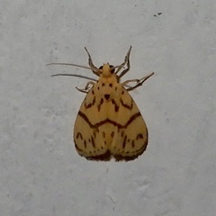Miltochrista terminospota
