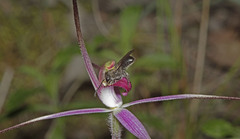 Caladenia rosella