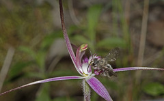 Caladenia rosella