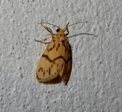 Miltochrista terminospota