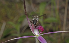 Caladenia rosella
