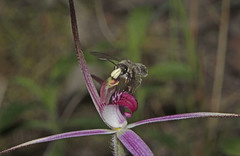 Caladenia rosella
