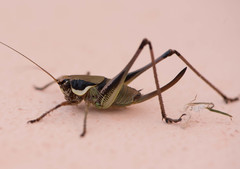 Eupholidoptera magnifica