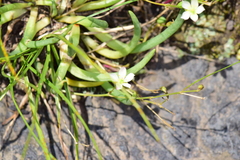 Phemeranthus napiformis