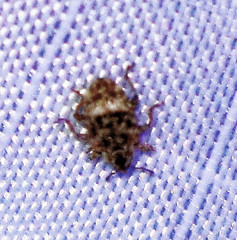 Conotrachelus recessus