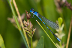 Argia leonorae