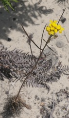 Erysimum teretifolium