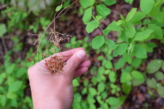 Spiraea betulifolia