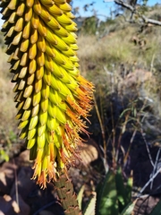 Aloe aculeata