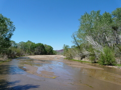 Anaxyrus microscaphus