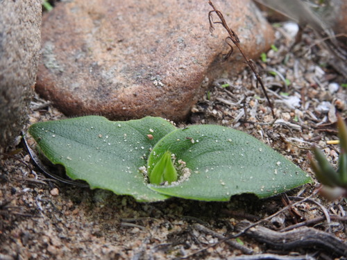 Image of Massonia elandsmontana by (c) bullwooding, some rights reserved (CC BY)
