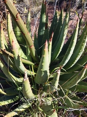 Aloe aculeata