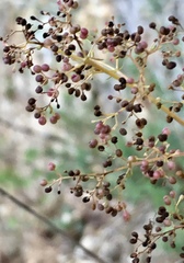 Galium melanantherum