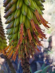 Aloe aculeata