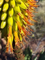 Aloe aculeata