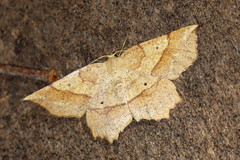 Euchlaena marginaria