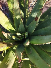 Aloe aculeata