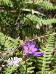 Dichelostemma congestum