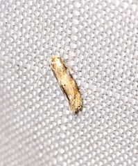 Bucculatrix packardella