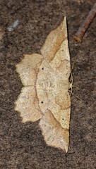 Euchlaena marginaria