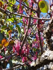 Tapinanthus rubromarginatus