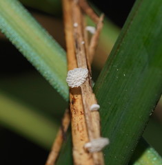 Panellus minimus