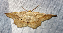 Euchlaena marginaria
