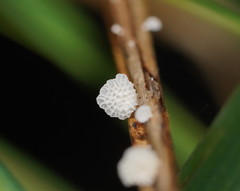 Panellus minimus