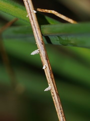 Panellus minimus
