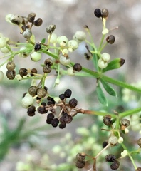 Galium melanantherum