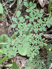 Thalictrum macrostylum