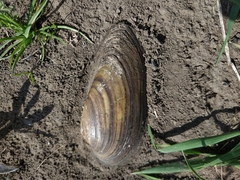 Unio pictorum