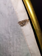 Macaria multilineata