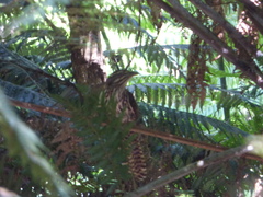 Urodynamis taitensis