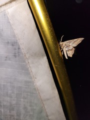 Macaria multilineata