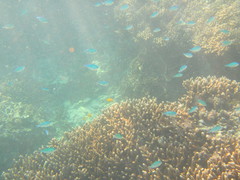 Chromis viridis