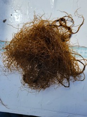 Desmarestia aculeata