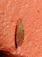 Microminae