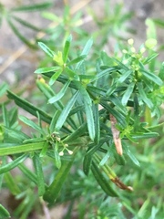 Galium melanantherum